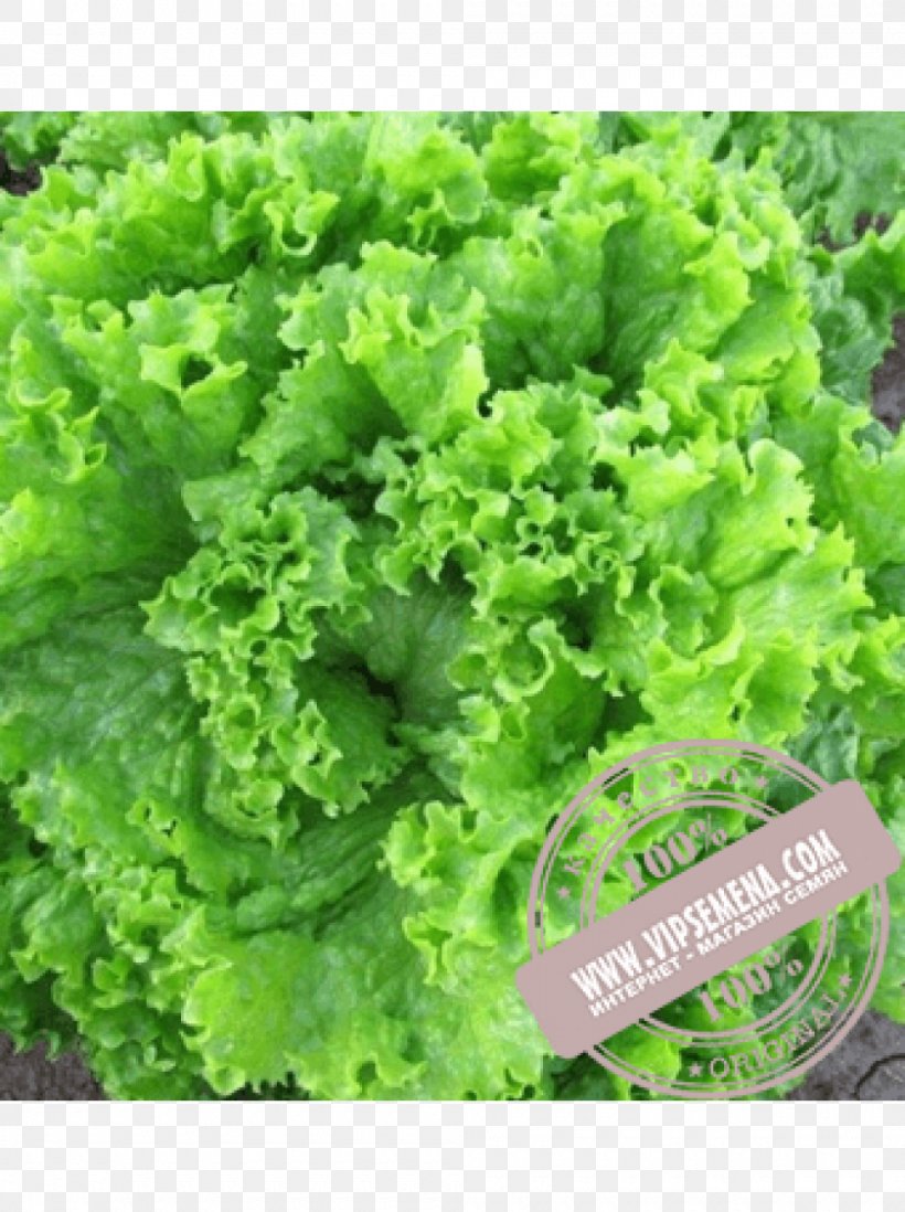 Seed Leaf Lettuce Salad Enza Zaden Cultivar, PNG, 1000x1340px, Seed, Cultivar, Enza Zaden, Food, Herb Download Free