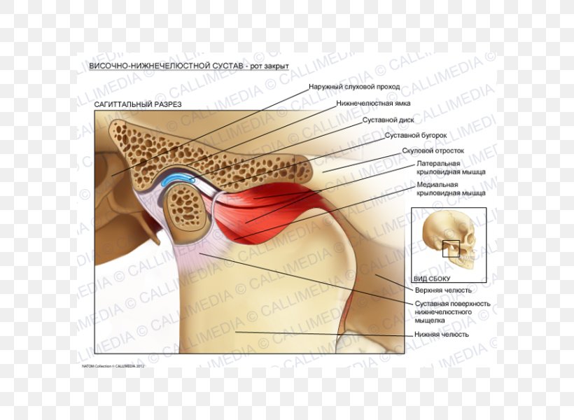 Temporomandibular Joint Dysfunction Anatomy Lateral Pterygoid Muscle, PNG, 600x600px, Watercolor, Cartoon, Flower, Frame, Heart Download Free