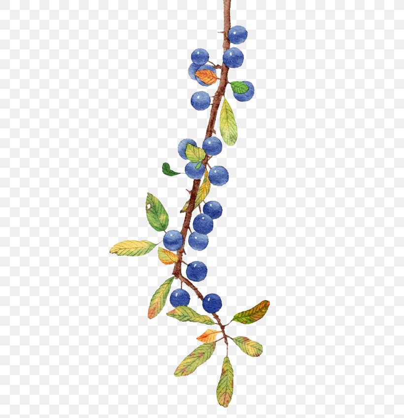Blueberry Fruit, PNG, 529x847px, Blueberry, Berry, Bilberry, Branch, Dried Fruit Download Free