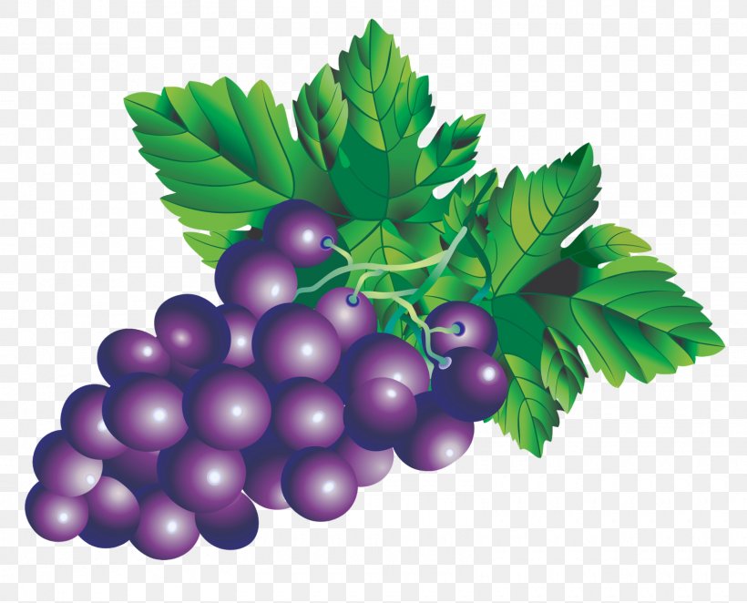 Juice Fruit Drawing, PNG, 1600x1293px, Juice, Art, Berry, Bilberry, Drawing Download Free