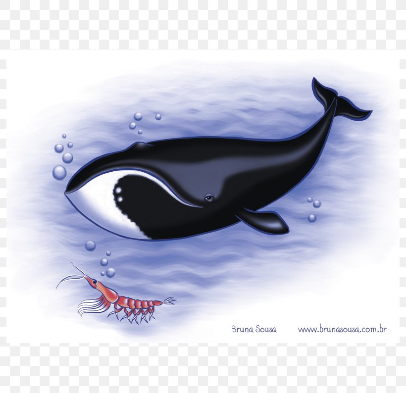 Killer Whale Southern Right Whale Baleen Whale North Atlantic Right Whale, PNG, 794x794px, Killer Whale, Art, Automotive Design, Baleen Whale, Cetacea Download Free