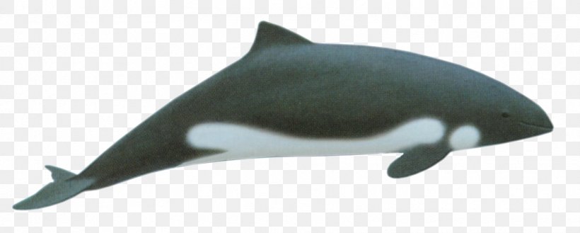 Porpoise Tucuxi Heaviside's Dolphin Cetacea, PNG, 1713x688px, Porpoise, Animal, Animal Figure, Cetacea, Dolphin Download Free