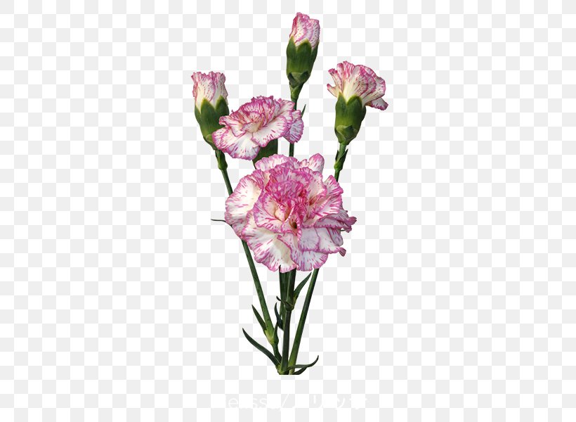 Cut Flowers Carnation Floristry Floral Design, PNG, 600x600px, Flower, All Inseason, Carnation, Colibri Flowers Sa, Cut Flowers Download Free
