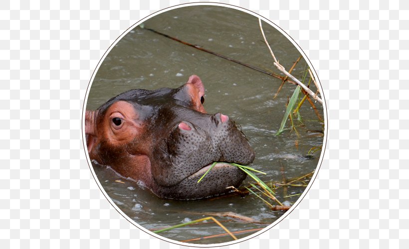 Hippopotamus Terrestrial Animal Wildlife Snout, PNG, 500x500px, Hippopotamus, Animal, Fauna, Mammal, Organism Download Free