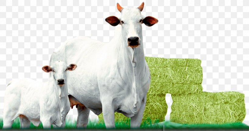 Nelore Taurine Cattle Calf Pasture Bull, PNG, 970x514px, Nelore, Bull, Calf, Cattle, Cattle Like Mammal Download Free
