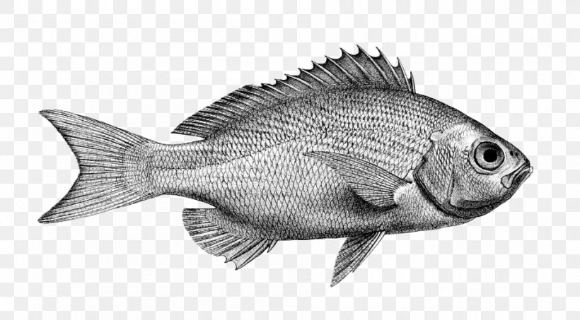 Northern Red Snapper Tilapia Fish Products Barramundi Perch, PNG, 950x525px, Northern Red Snapper, Barramundi, Biology, Black And White, Cod Download Free