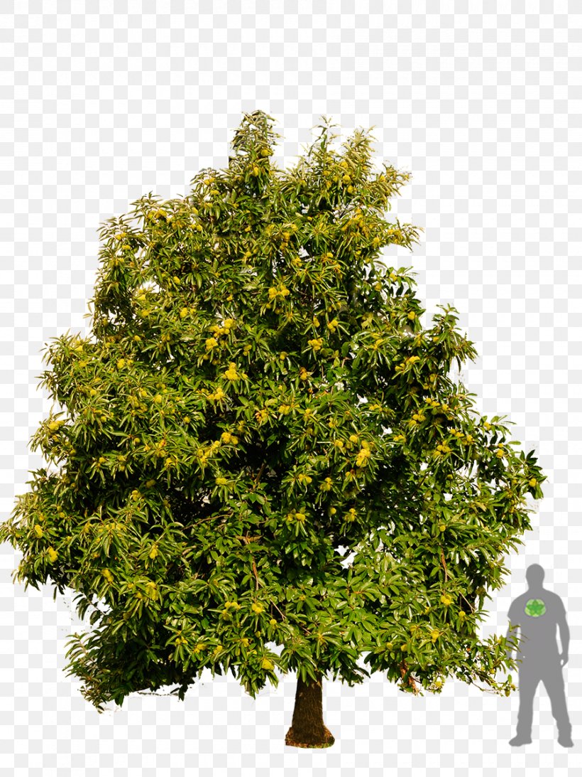 English Oak White Oak Tree Wood Acorn, PNG, 900x1200px, English Oak, Acorn, Beech, Branch, Evergreen Download Free