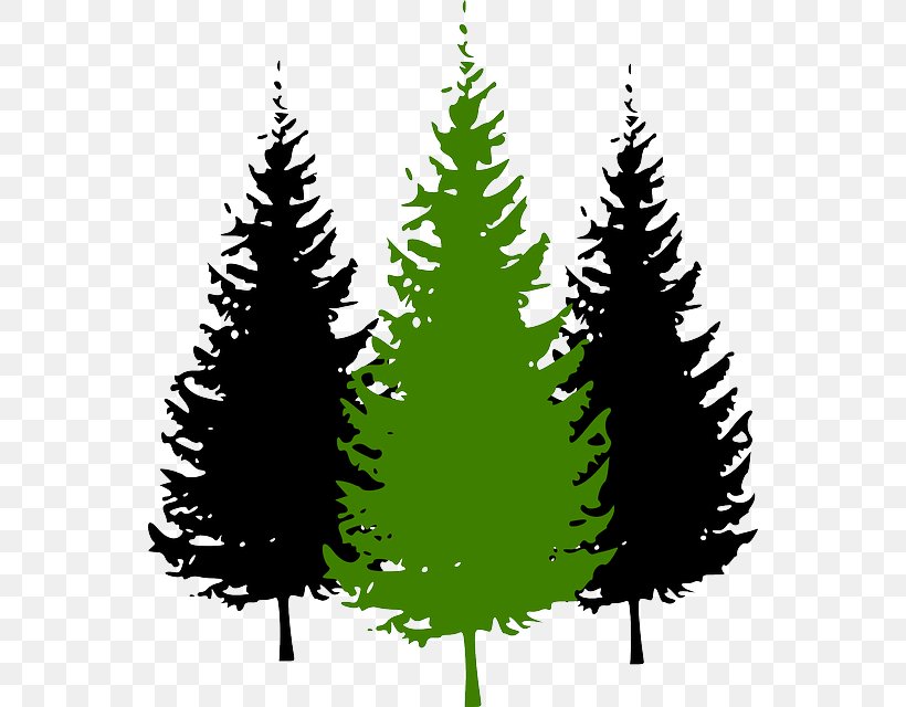 Pine Vector Graphics Clip Art Tree Fir, PNG, 552x640px, Pine, Branch, Cartoon, Christmas Decoration, Christmas Ornament Download Free