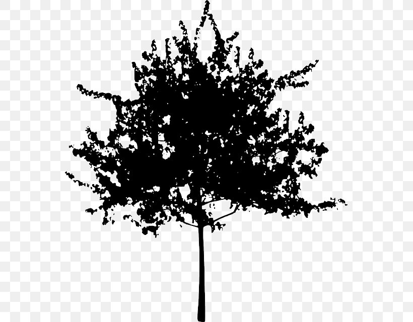 Tree Silhouette Branch Clip Art, PNG, 561x640px, Tree, Black And White, Branch, Flower, Flowering Plant Download Free