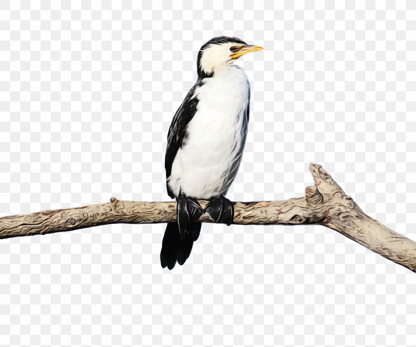 Hornbill Cuckoos Beak, PNG, 1726x1440px, Watercolor, Beak, Cuckoos, Hornbill, Paint Download Free