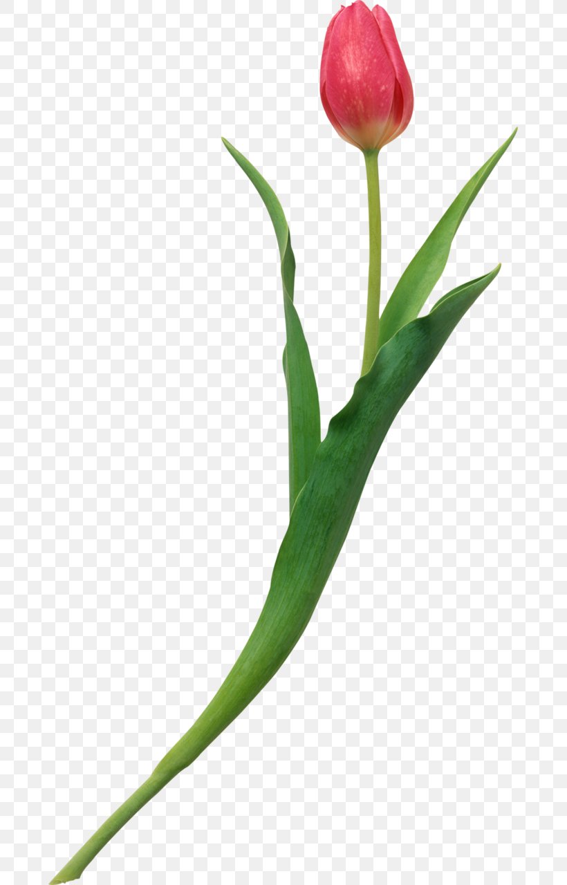 Tulipa Korolkowii The Heart's Wisdom: A Practical Guide To Growing Through Love Cut Flowers Plant, PNG, 679x1280px, Tulipa Korolkowii, Bud, Cut Flowers, Flower, Flowering Plant Download Free