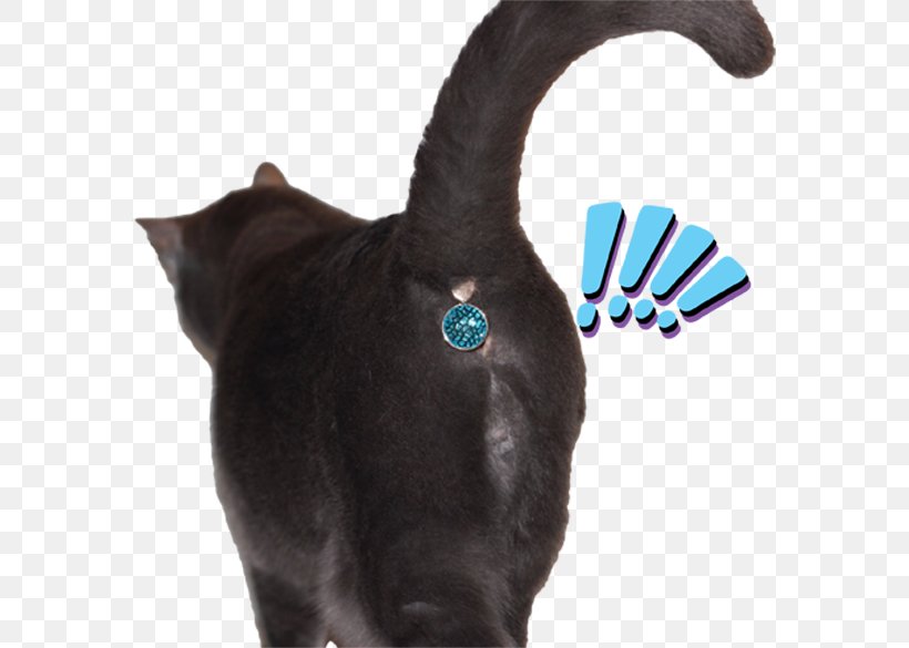 Cat Felidae Kitten Dog Tail, PNG, 595x585px, Cat, Black Cat, Blingbling, Cat Lady, Cat Like Mammal Download Free
