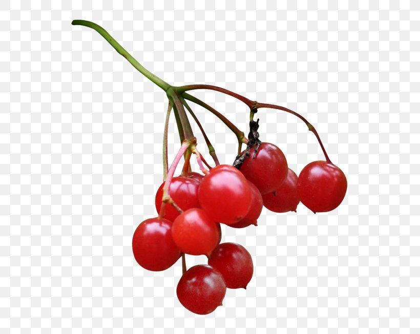 Cranberry Zante Currant Lingonberry Pink Peppercorn, PNG, 600x652px, Cranberry, Auglis, Berry, Cherry, Currant Download Free