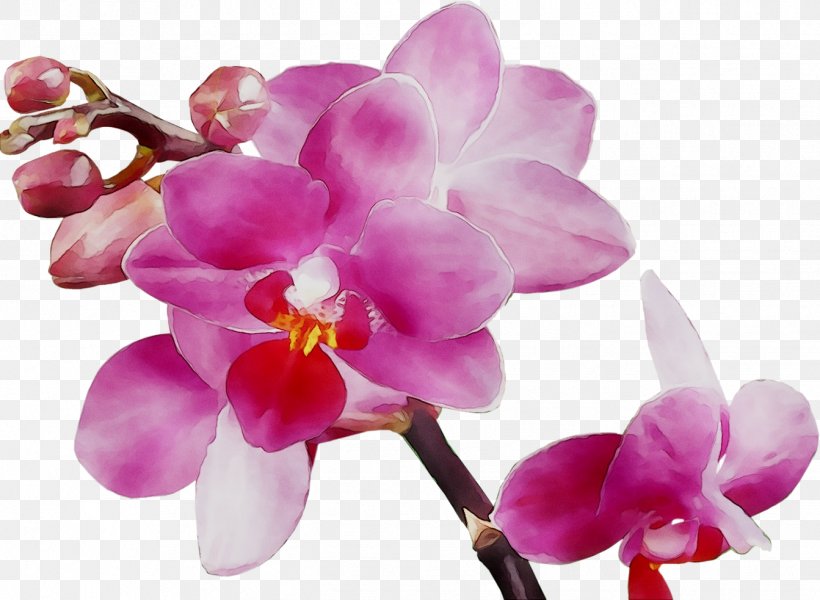 Stock Photography Royalty-free Illustration, PNG, 1343x983px, Stock Photography, Artificial Flower, Blossom, Branch, Cattleya Download Free