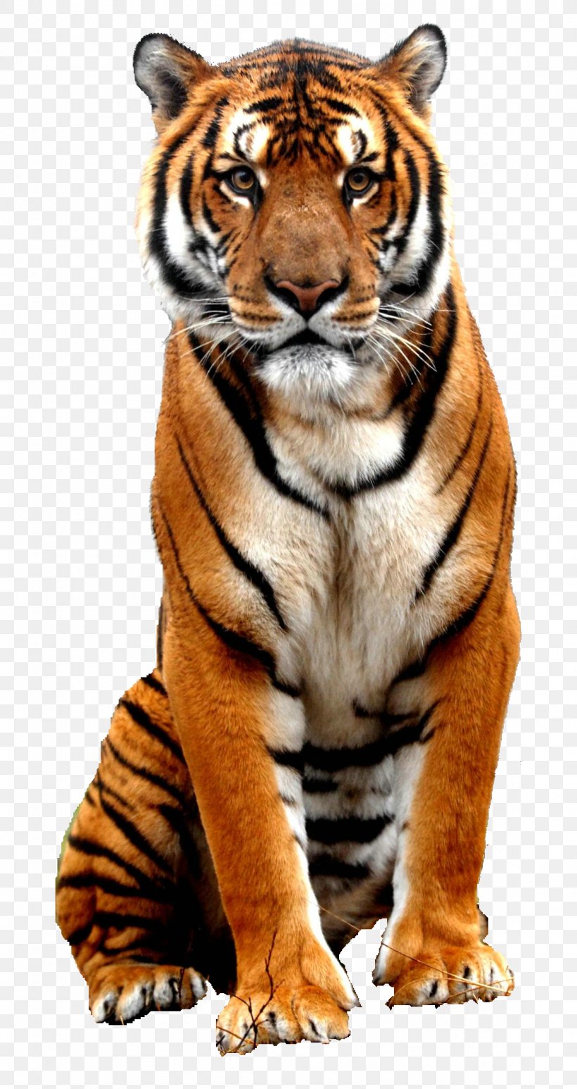 Bali Tiger Bengal Tiger Sumatran Tiger, PNG, 1157x2182px, Bali Tiger, Animal, Bengal Tiger, Big Cats, Carnivoran Download Free