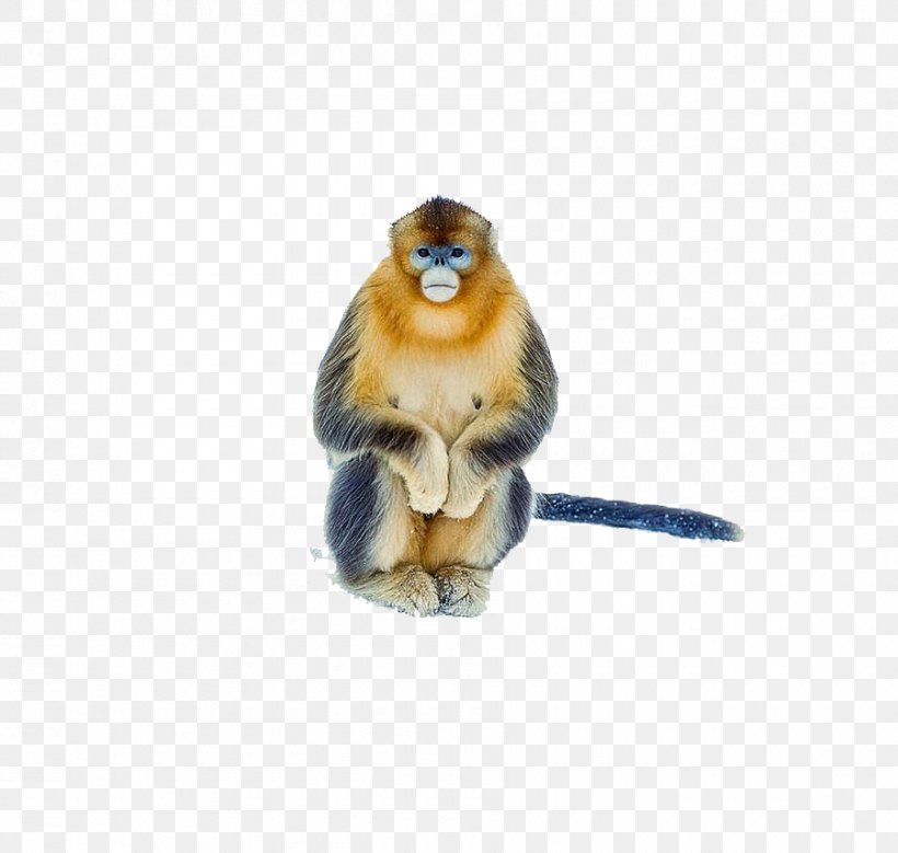 Cercopithecidae Monkey, PNG, 900x855px, Cercopithecidae, Creativity, Designer, Golden Monkey, Mammal Download Free
