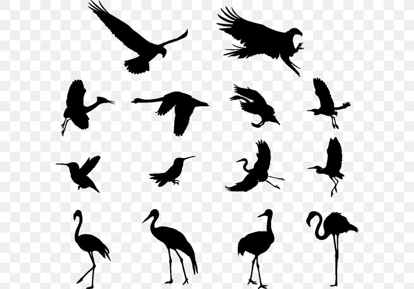 Crane Bird, PNG, 600x572px, Crane, Animal Migration, Beak, Bird, Bird Migration Download Free