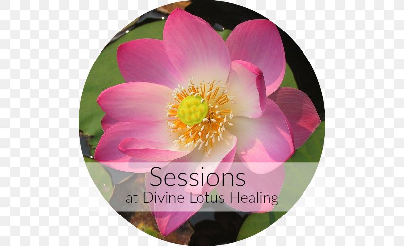 Reiki Divine Lotus Healing Energy Medicine Meditation Faith Healing, PNG, 500x500px, Reiki, Aquatic Plant, Buddhism, Chakra, Counseling Psychology Download Free