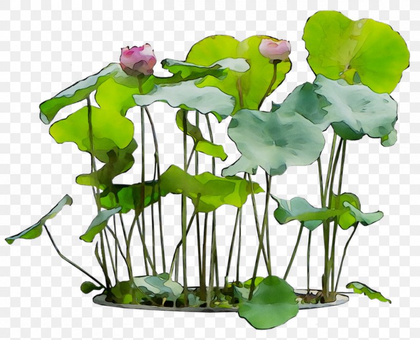 Sacred Lotus Flower Floral Design Plants Ornamental Plant, PNG, 1254x1016px, Sacred Lotus, Annual Plant, Aquarium Decor, Aquatic Plant, Artificial Flower Download Free