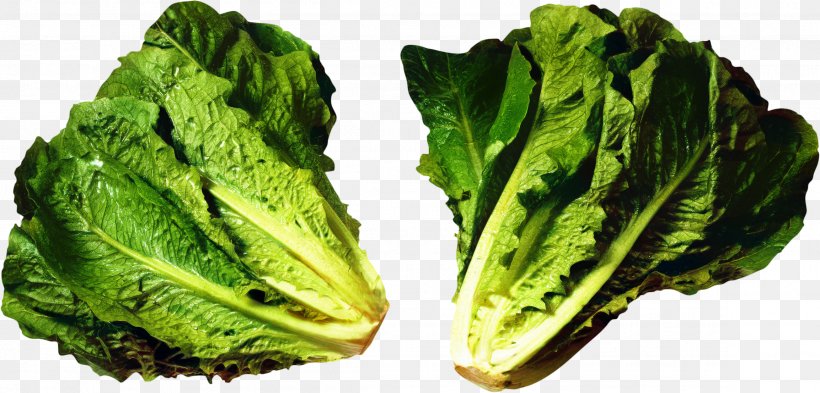 Vegetable Cartoon, PNG, 2307x1108px, Lettuce, Brassica, Cabbage, Caesar Salad, Chard Download Free
