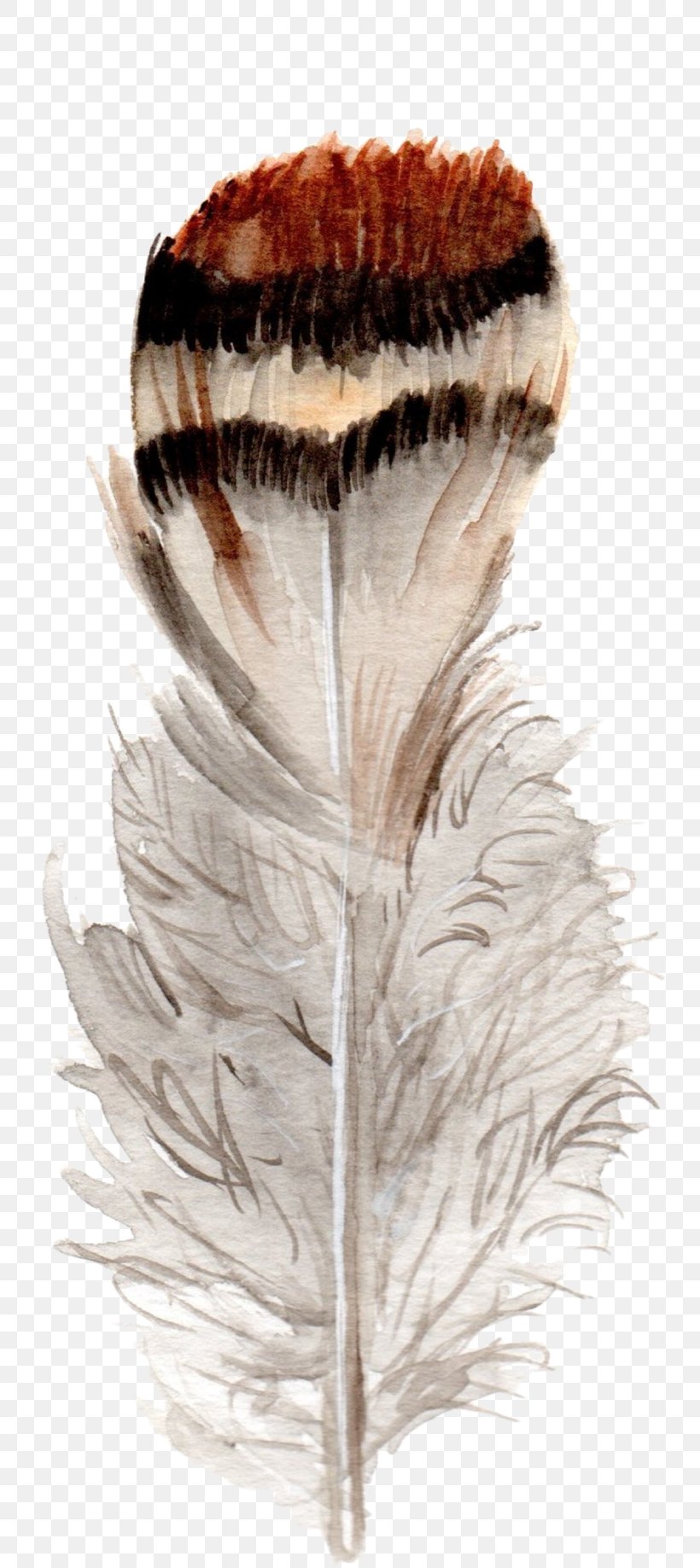 Feather Bird Watercolor Painting Clip Art, PNG, 763x1837px, Feather, Bird, Color, Flight Feather, Painting Download Free
