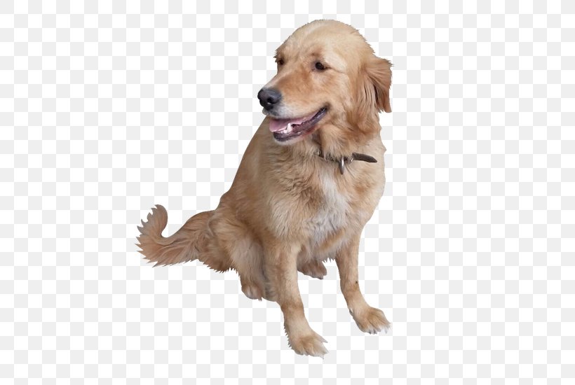 Golden Retriever Dog Breed Companion Dog Puppy, PNG, 489x550px, Golden Retriever, Breed, Breed Group Dog, Brother, Carnivoran Download Free