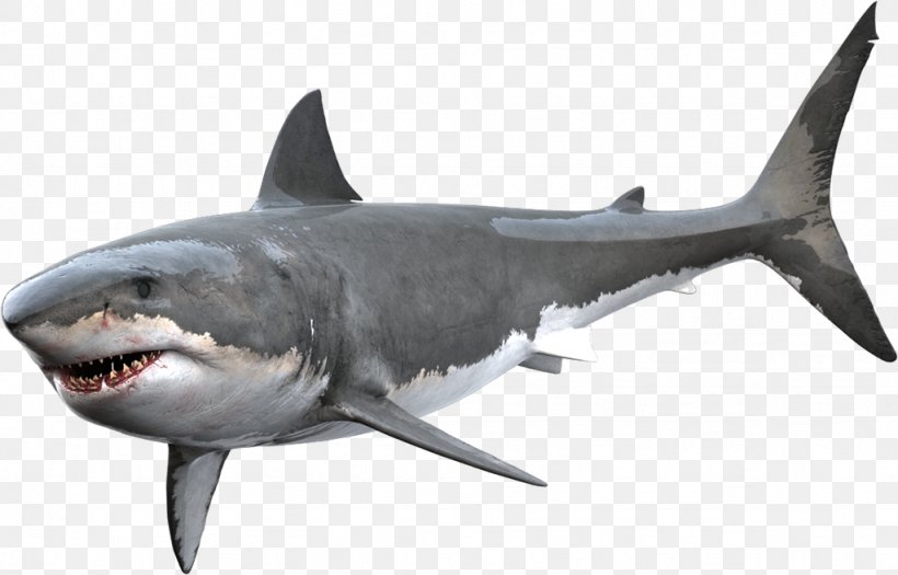 Great White Shark Tiger Shark Bull Shark, PNG, 1024x656px, Shark, Animal, Bull Shark, Carcharhiniformes, Cartilaginous Fish Download Free