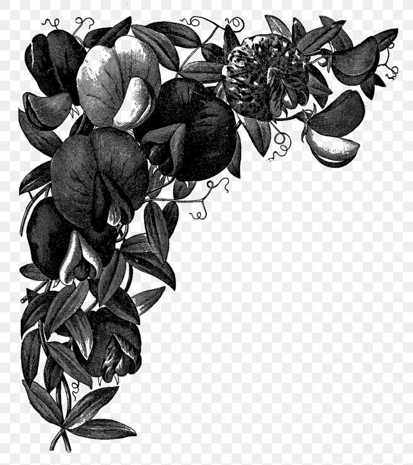 Sweet Pea Drawing Art, PNG, 1421x1600px, Sweet Pea, Art, Black, Black And White, Drawing Download Free