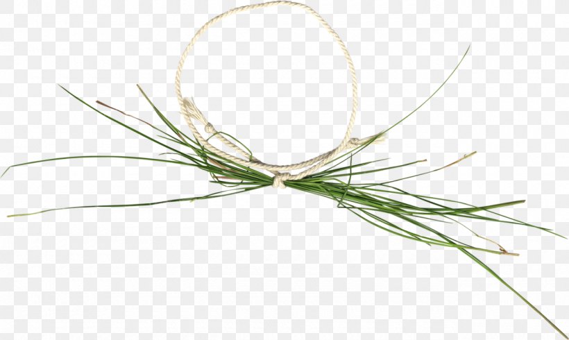 Twig Plant Stem Grasses Flower Family, PNG, 1280x766px, Twig, Family, Flower, Grass, Grass Family Download Free