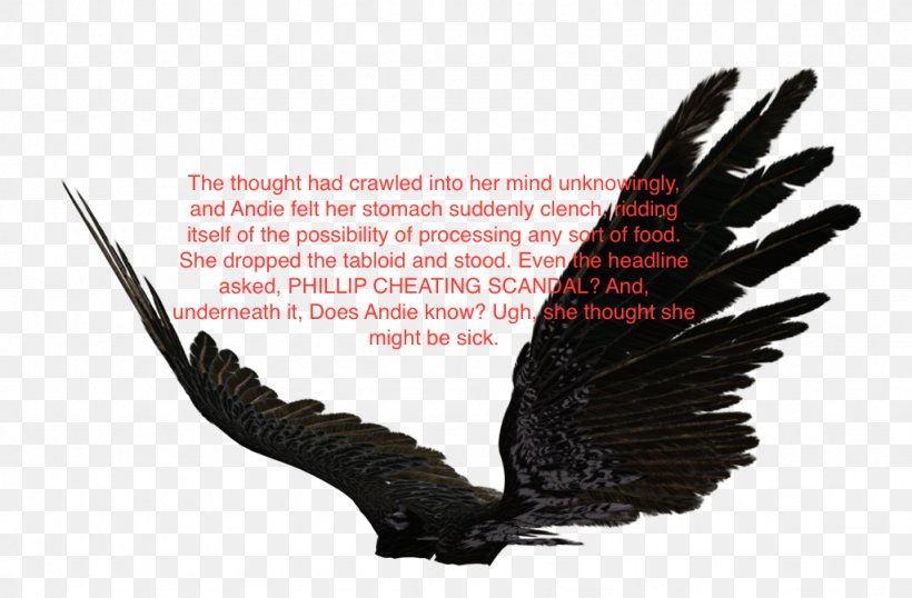 Bald Eagle Bird T-shirt Feather, PNG, 1024x673px, Eagle, Accipitriformes, Bald Eagle, Beak, Bird Download Free