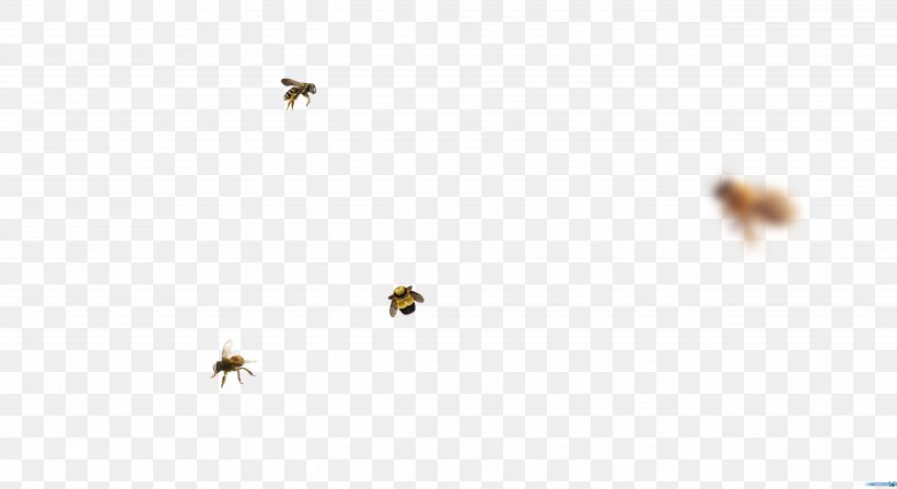 Honey Bee Pest Sky Plc, PNG, 5280x2880px, Honey Bee, Arthropod, Bee, Honey, Insect Download Free