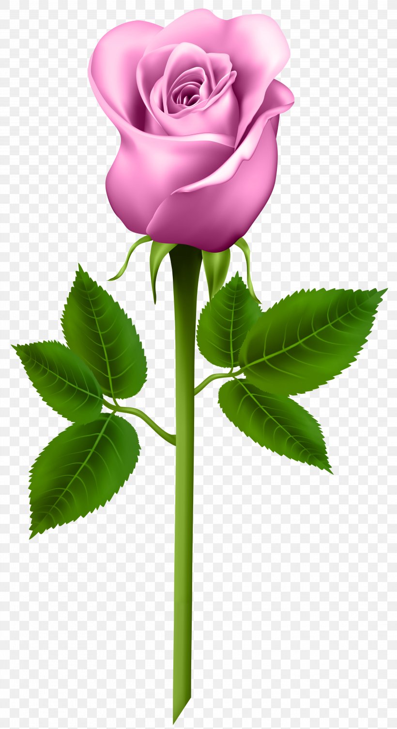 Purple Rose Clip Art, PNG, 4363x8000px, Rose, Blue Rose, Cut Flowers, Flora, Floral Design Download Free