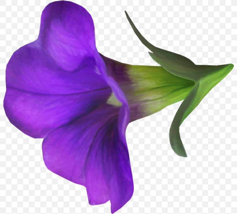 Violet Flower Blue Morning Glory, PNG, 800x743px, Violet, Blue, Blue Dawn Flower, Color, Common Morningglory Download Free