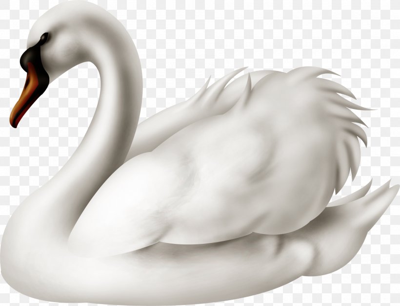 Cygnini Domestic Goose Tutorial, PNG, 1900x1451px, Cygnini, Arm, Beak, Bird, Black And White Download Free