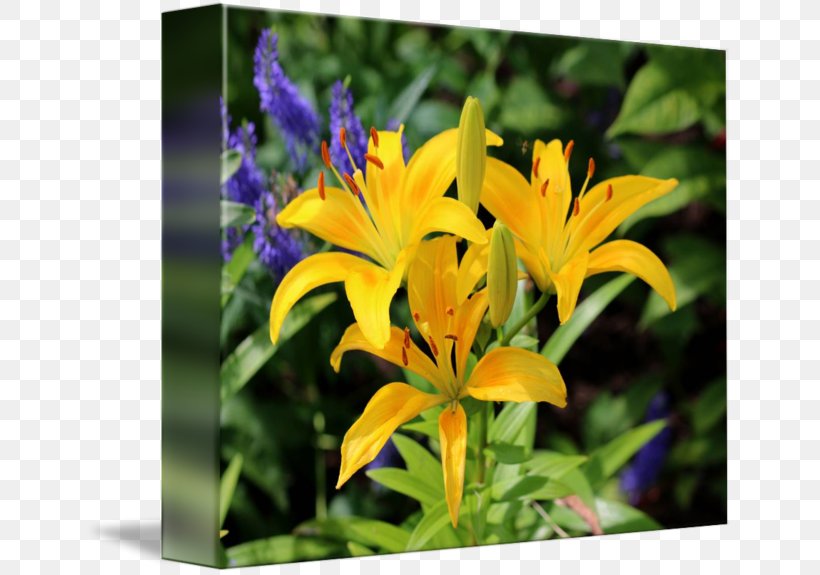 Flower Daylily Liliaceae Plant Lilium, PNG, 650x575px, Flower, Daylily, Family, Flora, Flowering Plant Download Free