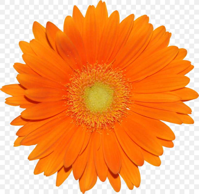 Flower Orange Transvaal Daisy Garden Roses Common Daisy, PNG, 1280x1250px, Flower, Calendula, Color, Common Daisy, Daisy Family Download Free