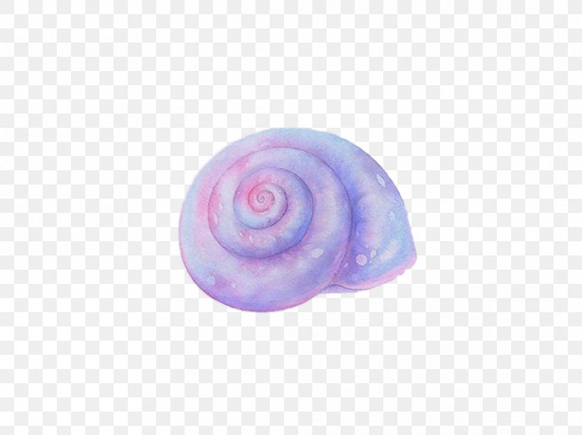 Sea Snail Conch Seashell, PNG, 1063x795px, Sea Snail, Concepteur, Conch, Drawing, Gratis Download Free