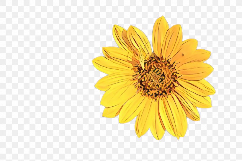 Flowers Background, PNG, 2452x1632px, Cartoon, Asterales, Calendula, Chrysanthemum, Chrysanths Download Free