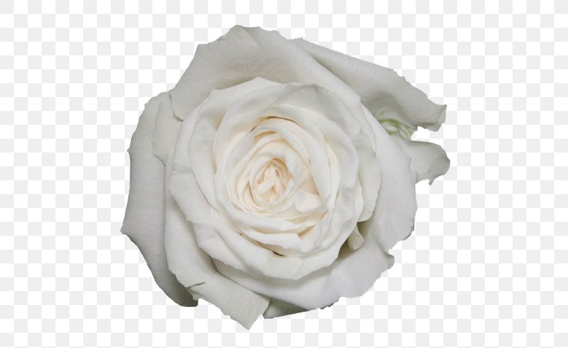 Garden Roses White Beach Rosa 'Eden', PNG, 557x502px, Garden Roses, Beach, Centifolia Roses, Color, Cut Flowers Download Free