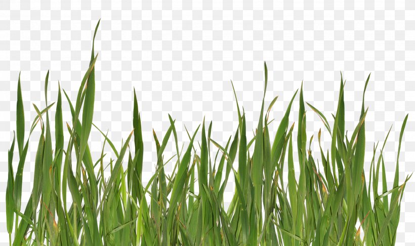 Grasses Clip Art, PNG, 600x600px, Lawn, Commodity, Dots Per Inch, Grass, Grass Family Download Free