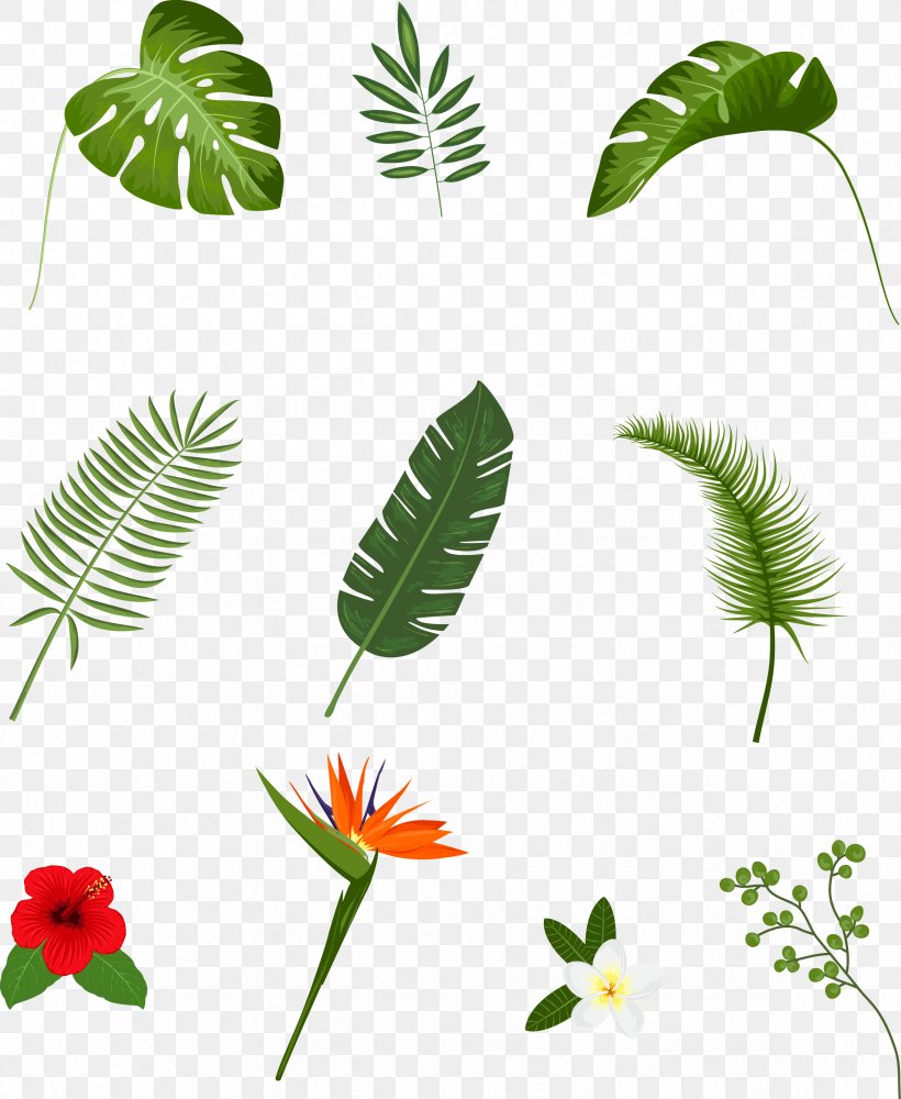Leaf Tropics Plant Euclidean Vector, PNG, 2354x2873px, Leaf, Branch, Flora, Flower, Flowering Plant Download Free
