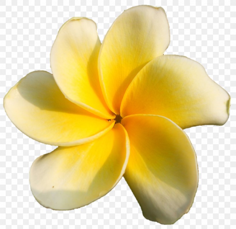 Petal Cut Flowers, PNG, 1161x1125px, Petal, Cut Flowers, Flower, Plant, Yellow Download Free