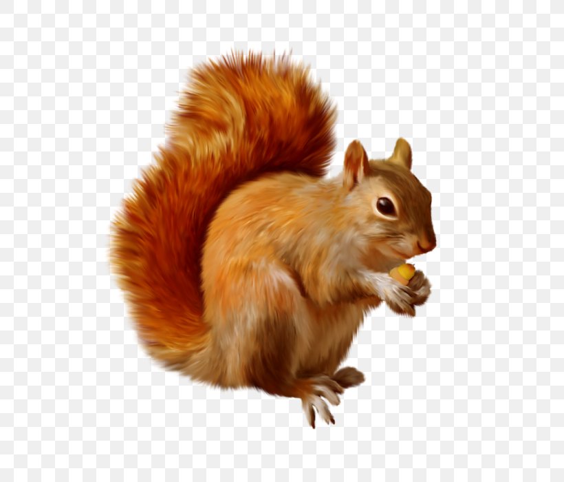 Squirrel Clip Art Chipmunk Openclipart, PNG, 700x700px, Squirrel, Chipmunk, Fauna, Fox Squirrel, Fur Download Free