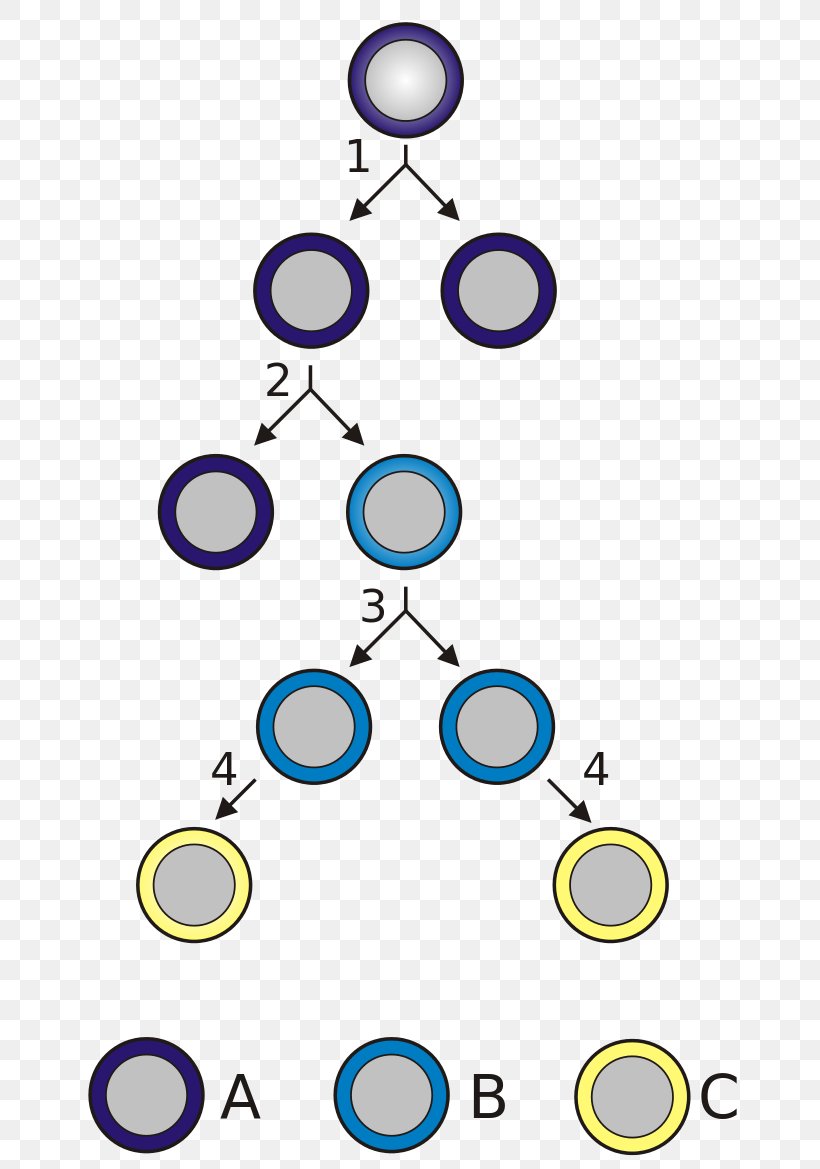 Stem Cell Cell Division Stem-cell Therapy Cellular Differentiation, PNG, 744x1169px, Stem Cell, Area, Body Jewelry, Cell, Cell Division Download Free