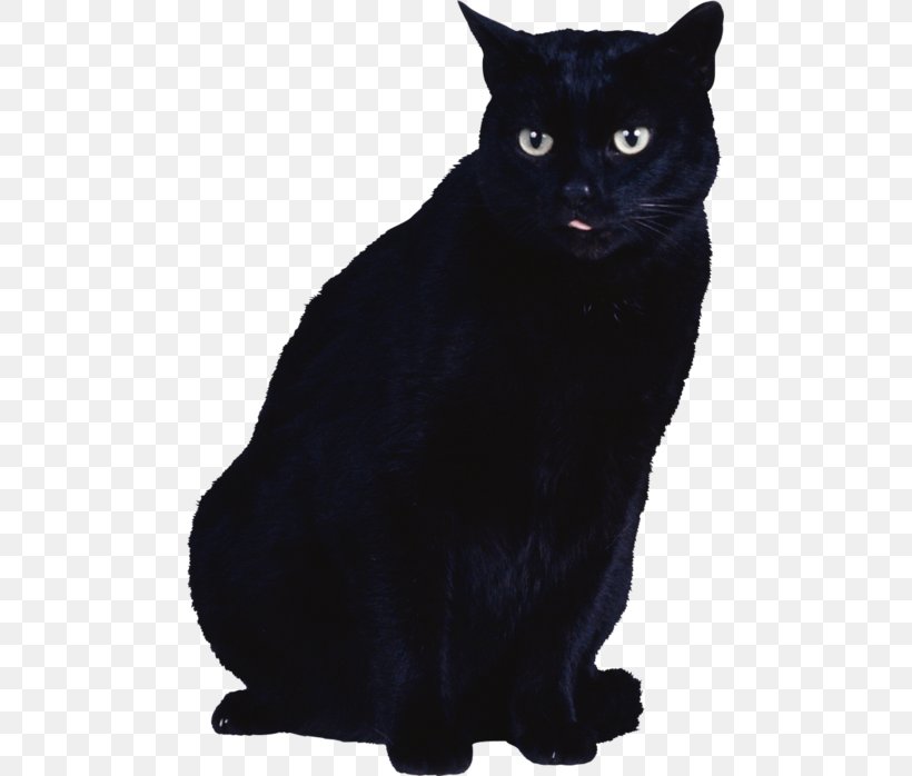 Black Cat Kitten, PNG, 483x698px, Cat, Asian, Black, Black And White, Black Cat Download Free