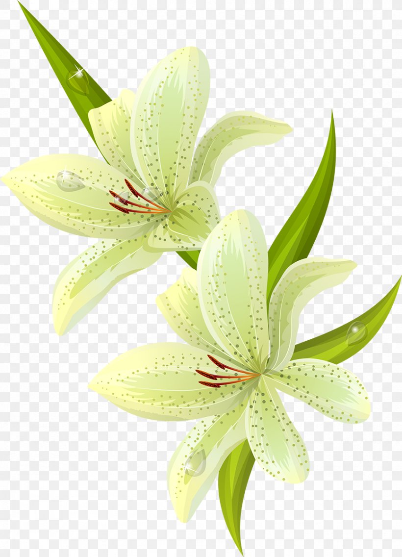 Easter Lily Lilium Candidum Tiger Lily Flower, PNG, 866x1200px, Easter Lily, Flower, Flowering Plant, Lilium, Lilium Candidum Download Free