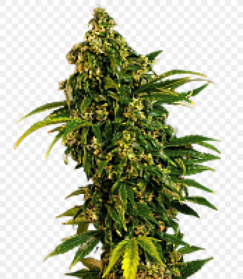 Feminized Cannabis Seed Marijuana Plant, PNG, 1392x1600px, Cannabis, Artikel, Cannabis Blueberry, Cannabis Sativa, Conifer Cone Download Free