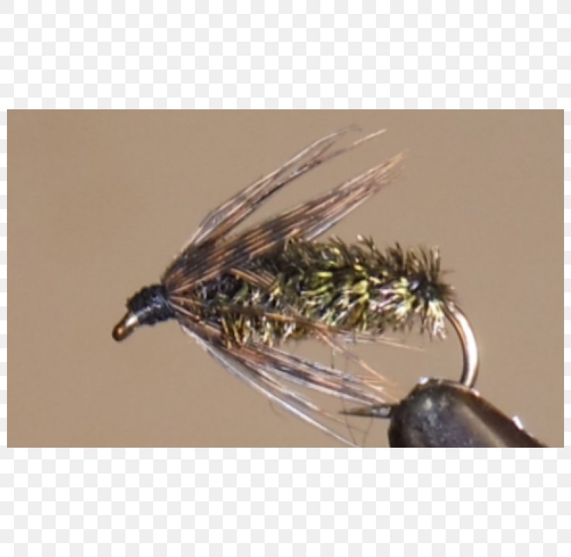 Insect Artificial Fly Fishing Bait Feather Invertebrate, PNG, 800x800px, Insect, Artificial Fly, Fauna, Feather, Fishing Download Free