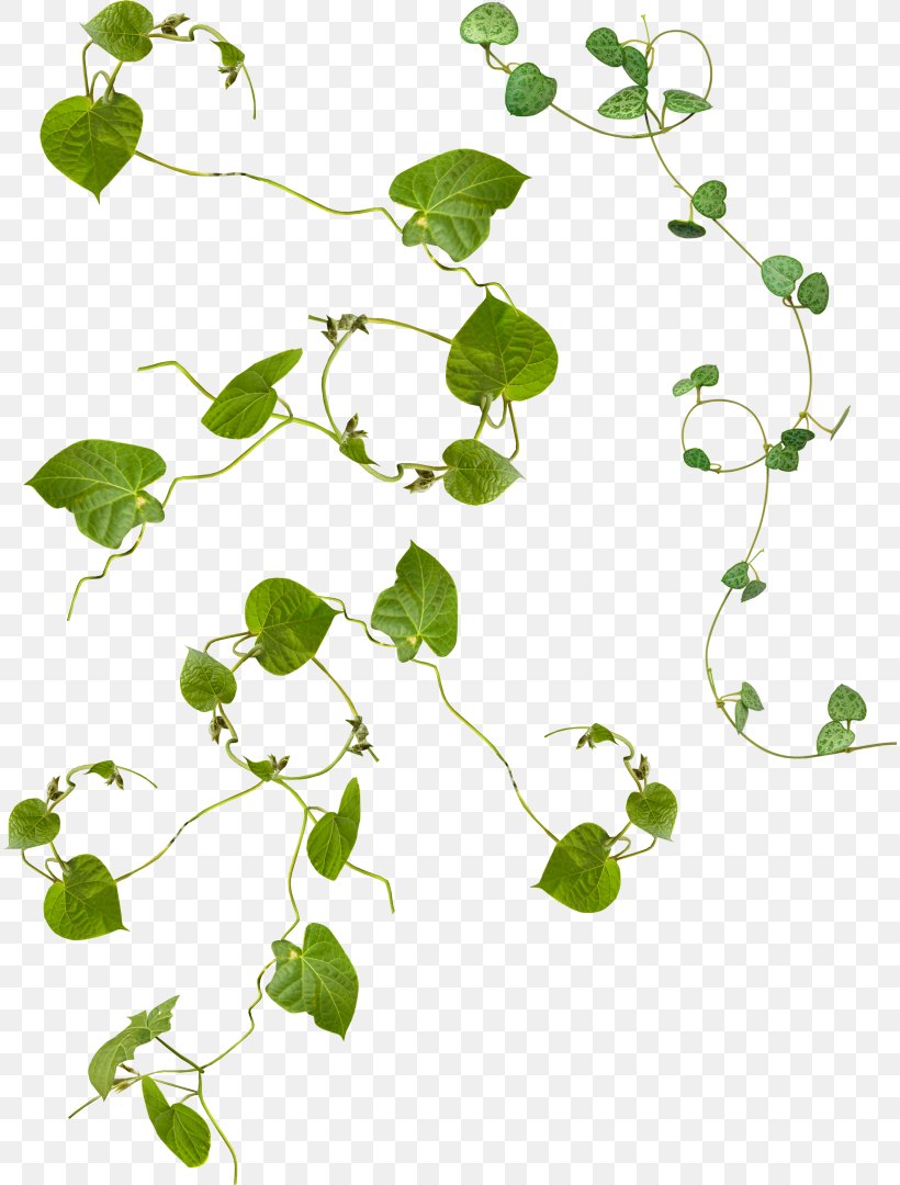 Plant Clip Art, PNG, 814x1080px, Plant, Bindweed, Branch, Flora, Flower Download Free