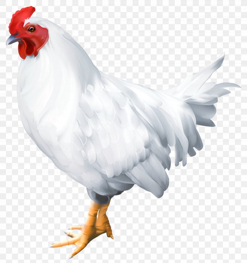 Solid White Bird Rooster Poultry, PNG, 5644x6000px, Houdan Chicken, Beak, Bird, Chicken, Dorking Chicken Download Free